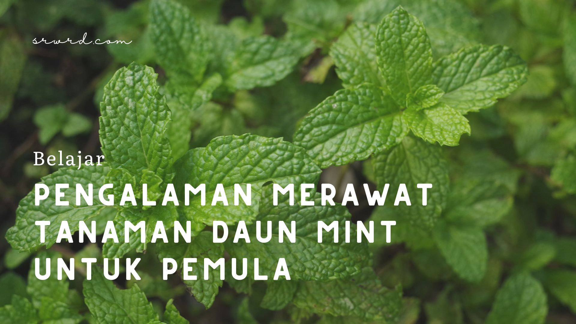 Pengalaman Merawat Tanaman Daun Mint untuk Pemula