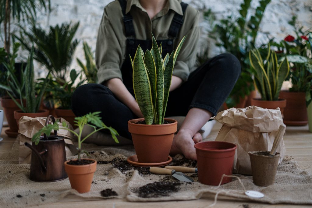 Berkebun untuk Pemula - Pexels by cottonbro studio